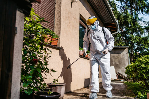 Best Termite Control Services  in Brighton, IL