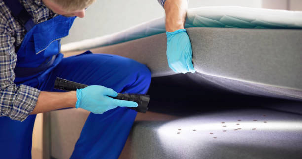 Best Termite Control Services  in Brighton, IL