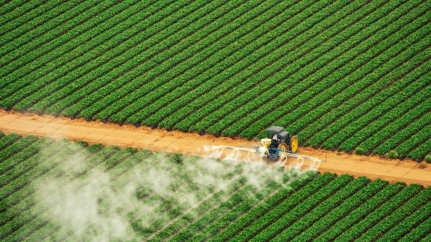 Best Pest Prevention Services  in Brighton, IL