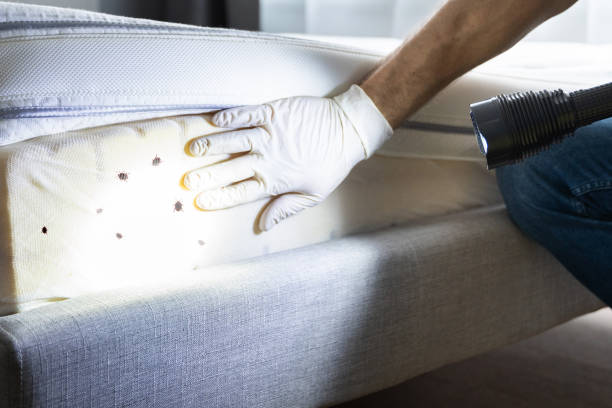 Best Mosquito Control Services  in Brighton, IL