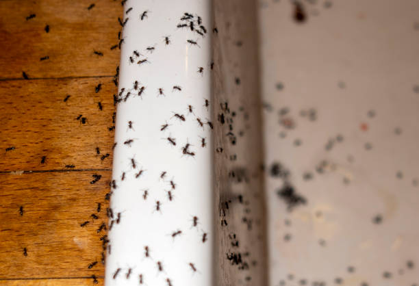 Best Pest Control Near Me  in Brighton, IL