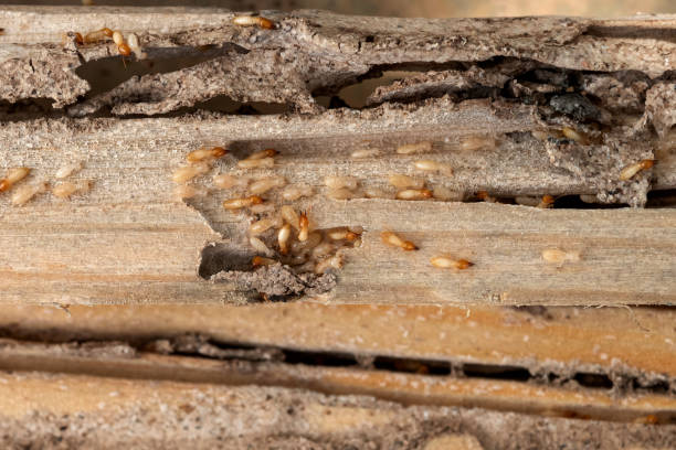 Best Affordable Pest Control Services  in Brighton, IL