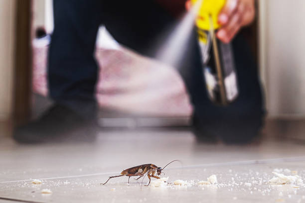 Best Pest Prevention Services  in Brighton, IL