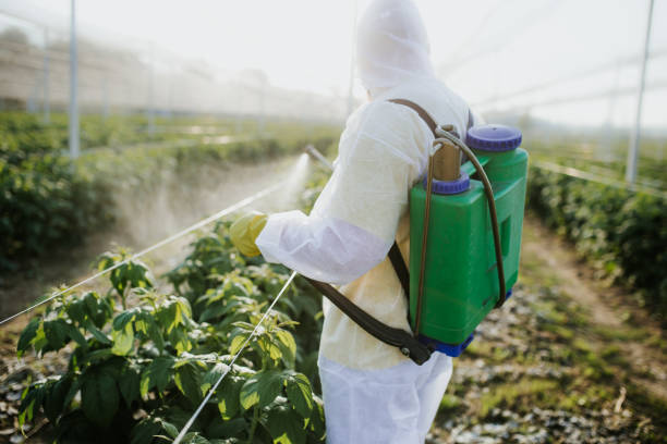 Best Wasp Removal Services  in Brighton, IL